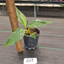 Load image into Gallery viewer, #609 Philodendron White Princess