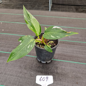 #609 Philodendron White Princess