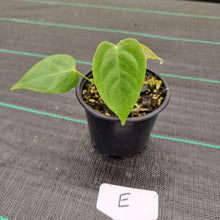 Load image into Gallery viewer, #E Anthurium Veitchii Seedling -  Wide Form