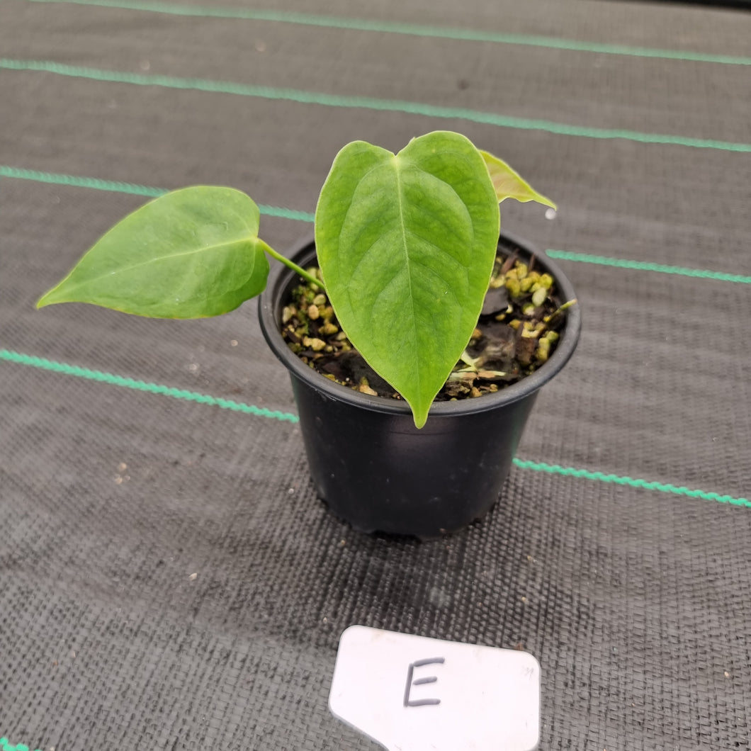 #E Anthurium Veitchii Seedling -  Wide Form