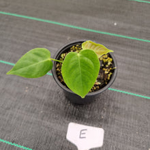 Load image into Gallery viewer, #E Anthurium Veitchii Seedling -  Wide Form