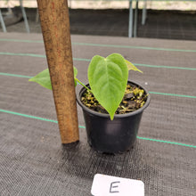Load image into Gallery viewer, #E Anthurium Veitchii Seedling -  Wide Form