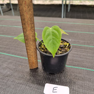 #E Anthurium Veitchii Seedling -  Wide Form