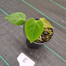Load image into Gallery viewer, #E Anthurium Veitchii Seedling -  Wide Form