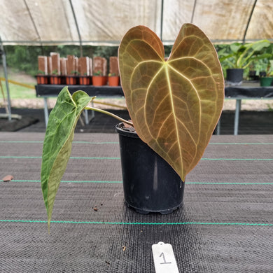 #1 Dark Anthurium Complex hybrid