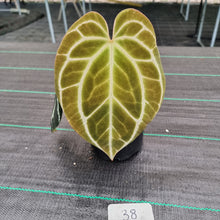 Load image into Gallery viewer, #38 Dark Anthurium Crystallinum x
