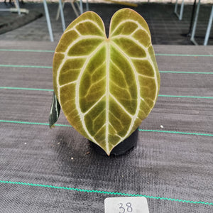 #38 Dark Anthurium Crystallinum x