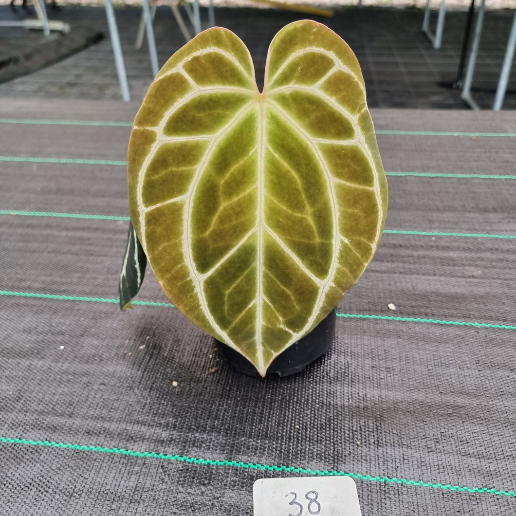 #38 Dark Anthurium Crystallinum x