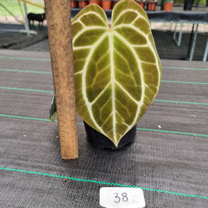 #38 Dark Anthurium Crystallinum x