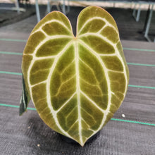 Load image into Gallery viewer, #38 Dark Anthurium Crystallinum x
