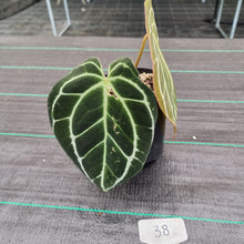 Load image into Gallery viewer, #38 Dark Anthurium Crystallinum x