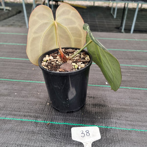 #38 Dark Anthurium Crystallinum x