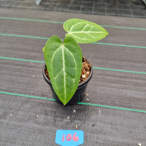 #106 Anthurium Crystallinum x