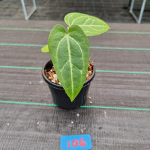 Load image into Gallery viewer, #106 Anthurium Crystallinum x