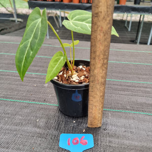 #106 Anthurium Crystallinum x
