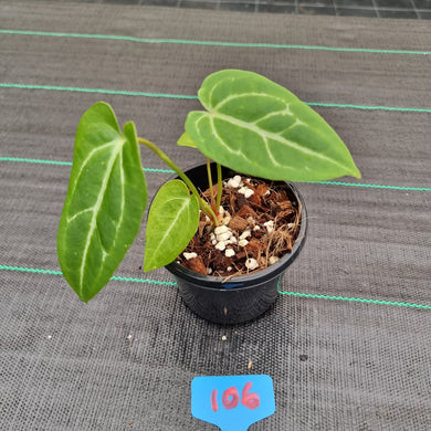 #106 Anthurium Crystallinum x