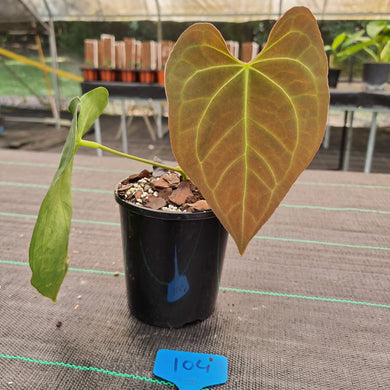 #104 Dark Anthurium Complex hybrid