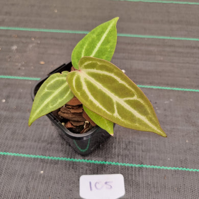#105 Narrow Anthurium Magnificum Hybrid x