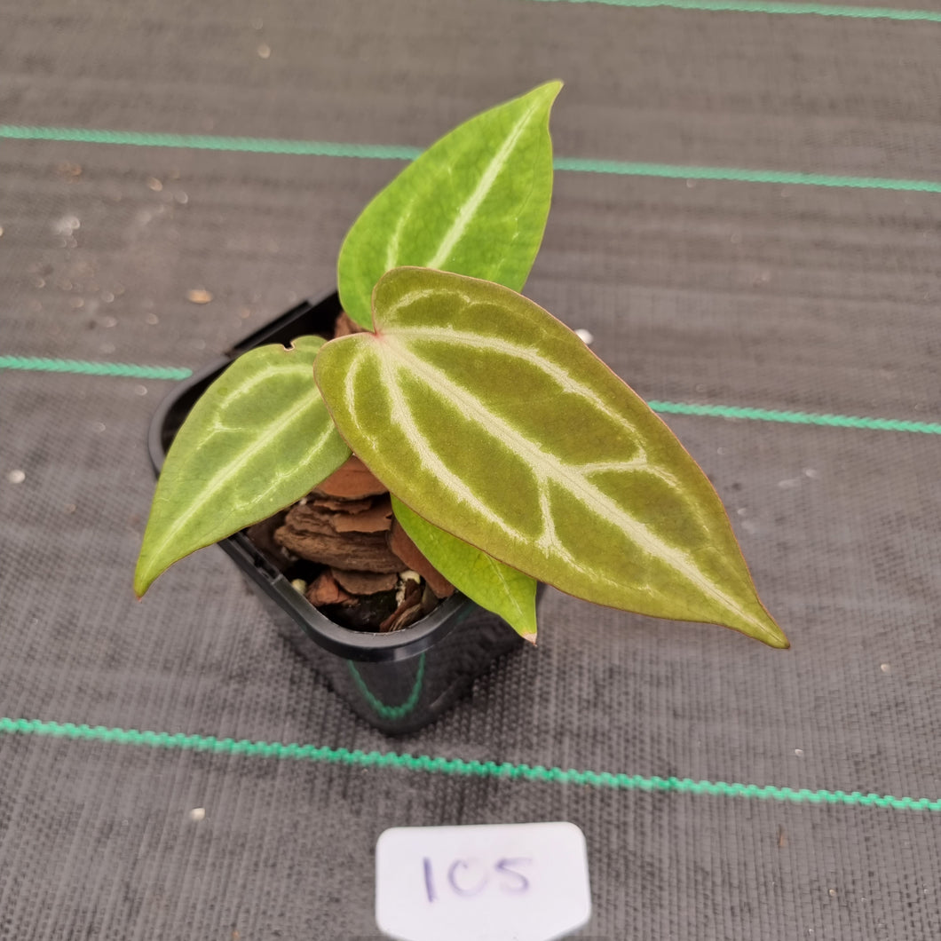#105 Narrow Anthurium Magnificum Hybrid x