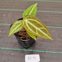 Load image into Gallery viewer, #105 Narrow Anthurium Magnificum Hybrid x