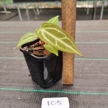 Load image into Gallery viewer, #105 Narrow Anthurium Magnificum Hybrid x