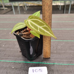 #105 Narrow Anthurium Magnificum Hybrid x