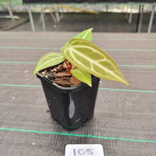 Load image into Gallery viewer, #105 Narrow Anthurium Magnificum Hybrid x