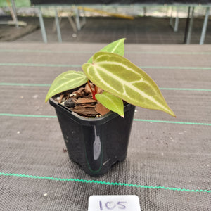 #105 Narrow Anthurium Magnificum Hybrid x