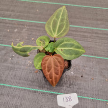 Load image into Gallery viewer, #138 Dark Anthurium Magnificum Hybrid x - 2 x heads
