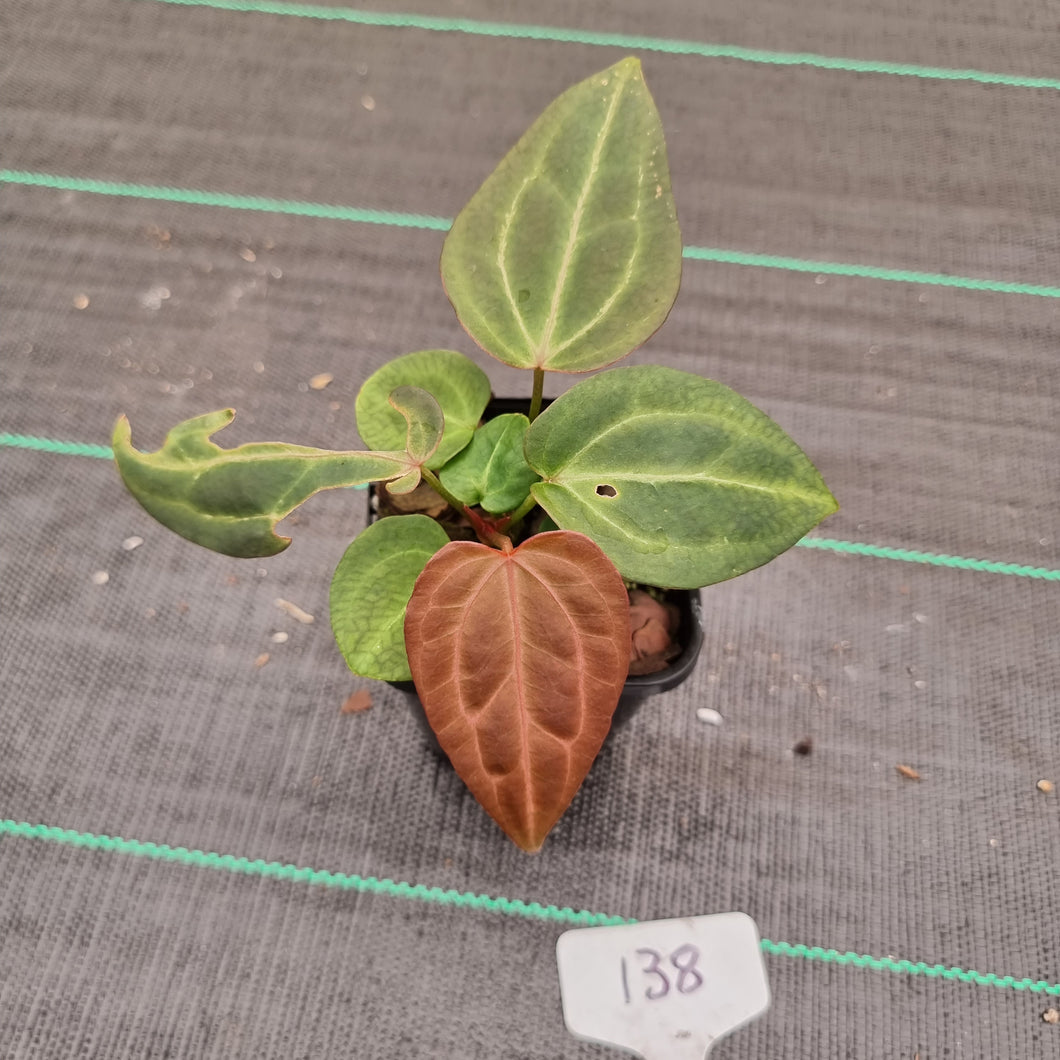 #138 Dark Anthurium Magnificum Hybrid x - 2 x heads