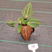 Load image into Gallery viewer, #138 Dark Anthurium Magnificum Hybrid x - 2 x heads