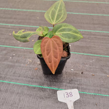 Load image into Gallery viewer, #138 Dark Anthurium Magnificum Hybrid x - 2 x heads