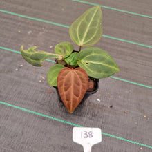 Load image into Gallery viewer, #138 Dark Anthurium Magnificum Hybrid x - 2 x heads