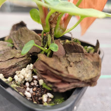 Load image into Gallery viewer, #138 Dark Anthurium Magnificum Hybrid x - 2 x heads