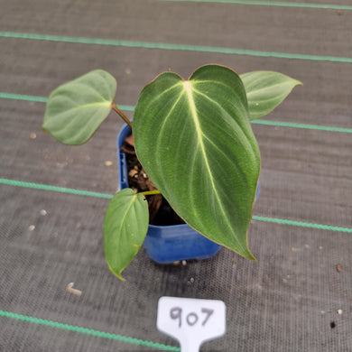 #907 Philodendron Gloriosum