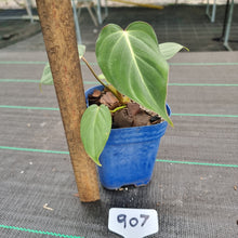 Load image into Gallery viewer, #907 Philodendron Gloriosum