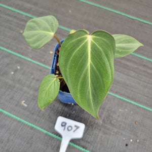 #907 Philodendron Gloriosum