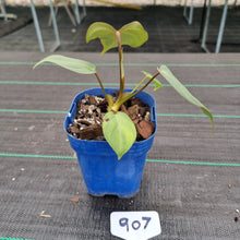 Load image into Gallery viewer, #907 Philodendron Gloriosum