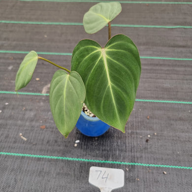 #74 Philodendron Gloriosum