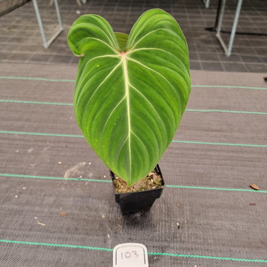 Copy of #40 Philodendron Gloriosum