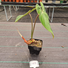 Load image into Gallery viewer, Copy of #40 Philodendron Gloriosum