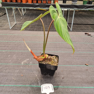 Copy of #40 Philodendron Gloriosum