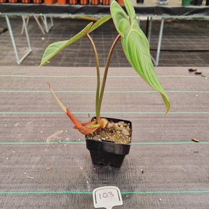 Copy of #40 Philodendron Gloriosum