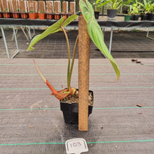 Load image into Gallery viewer, Copy of #40 Philodendron Gloriosum