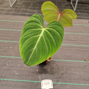Copy of #40 Philodendron Gloriosum
