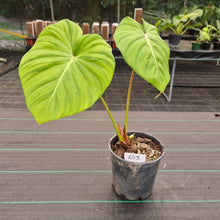 Load image into Gallery viewer, #603 Philodendron Dean McDowell