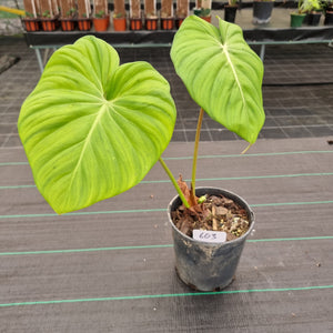 #603 Philodendron Dean McDowell