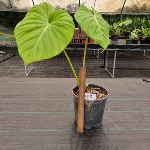 #603 Philodendron Dean McDowell