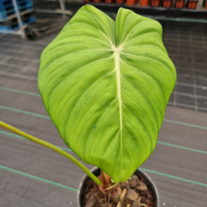 #603 Philodendron Dean McDowell