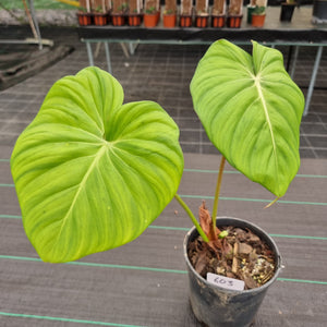 #603 Philodendron Dean McDowell